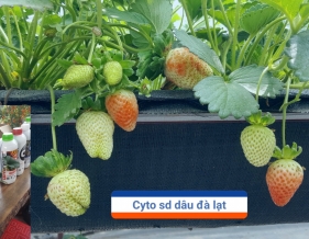 Sử dụng Cyto cho rau quả